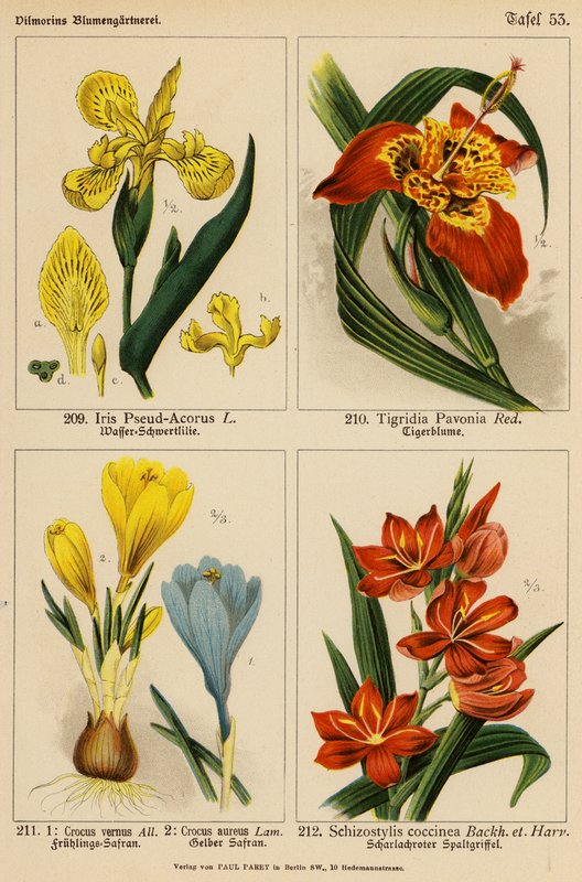 Iris Pseud-Acorus, Tigridia Pavonia, Crocus Vernus, Crocus Aureus, Schizostylis Coccinea by (after) German School