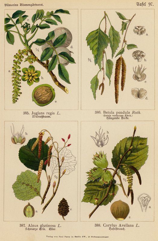 Juglans Regia, Betula Pendula, Alnus Glutinosa, Corylus Avellana by (after) German School