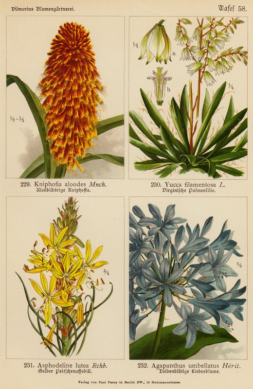 Kniphofia Aloodes, Yucca Filamentosa, Asphodeline Lutea, Agapanthus Umbellatus by (after) German School