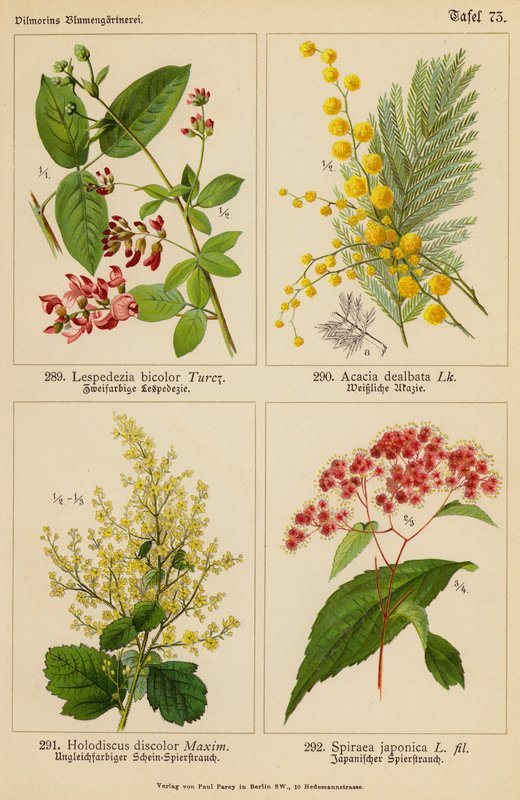 Lespedezia Bicolor, Acacia Dealbata, Holodiscus Discolor, Spiraea Japonica by (after) German School