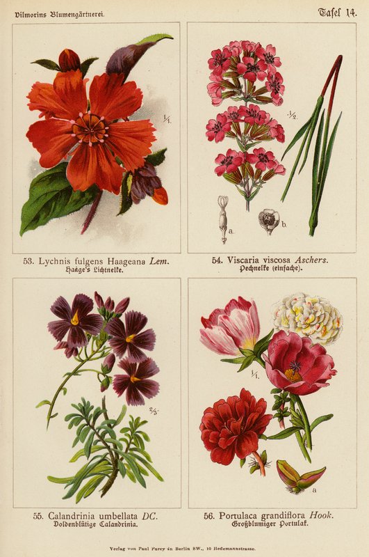 Lychnis Fulgens Haageana, Viscaria Viscosa, Calandrinia Umbellata, Portulaca Grandiflora by (after) German School