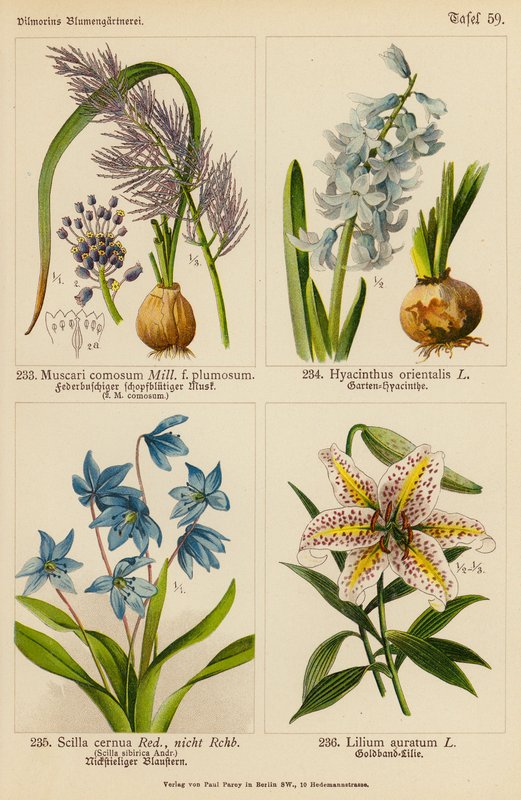Muscari Comosum, Hyacinthus Orientalis, Scilla Cernua, Lilium Auratum by (after) German School