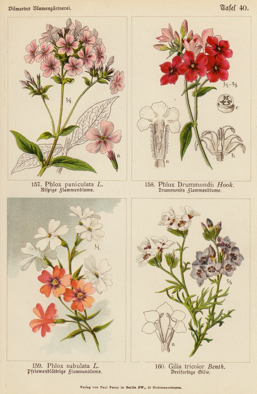 Phlox Paniculata, Phlox Drummondii, Phlox Subulata, Gilia Tricolor by (after) German School