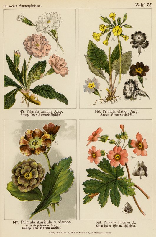 Primula Acaulis, Primula Elatior, Primula Auricula x Viscoa, Primula Pubescens, Primula Sinensis by (after) German School