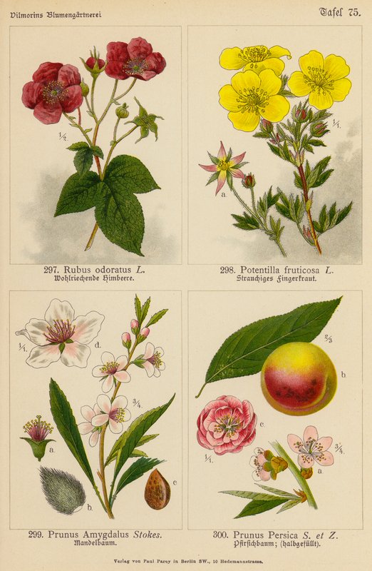 Rubus Odoratus, Potentilla Fruticosa, Prunus Amygdalus, Prunus Persica by (after) German School