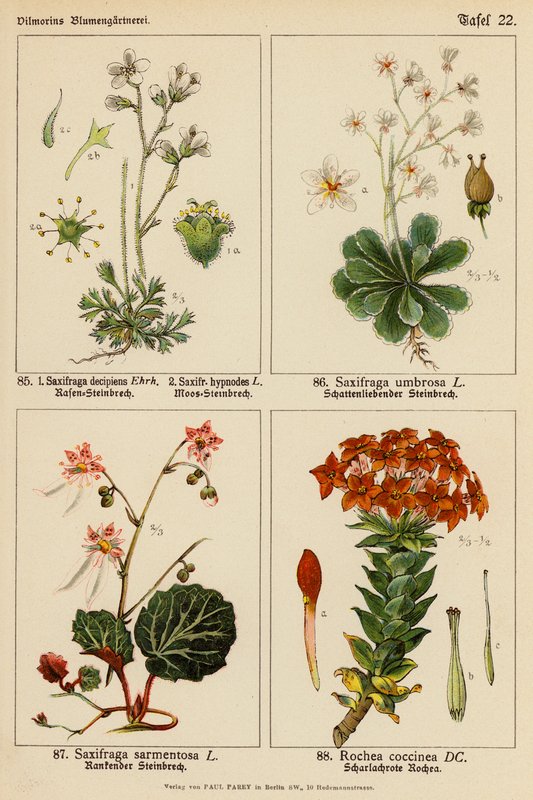 Saxifraga Decipiens, Saxifraga Hypnodes, Saxifraga Umbrosa, Saxifraga Sarmentosa, Rochea Coccinea by (after) German School