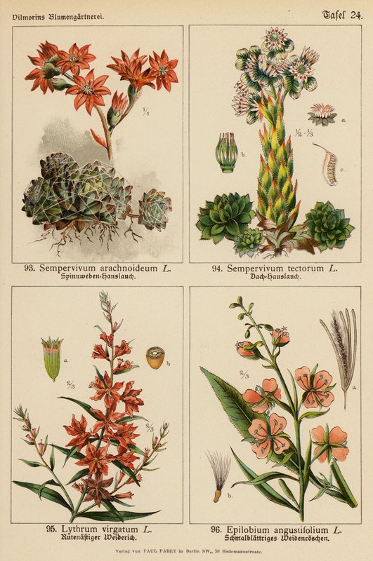 Sempervivum Arachnoideum, Sempervivum Tectorum, Lythrum Virgatum, Epilobium Angustifolium by (after) German School