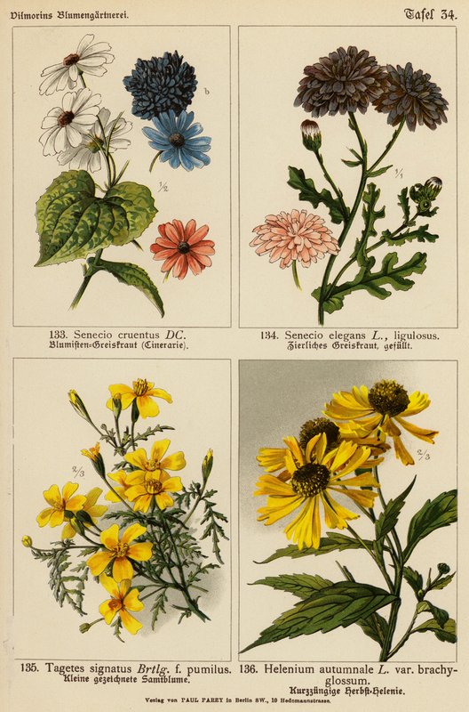 Senecio Cruentus, Senecio Elegans, Tagetes Signatus, Helenium Autumnale by (after) German School