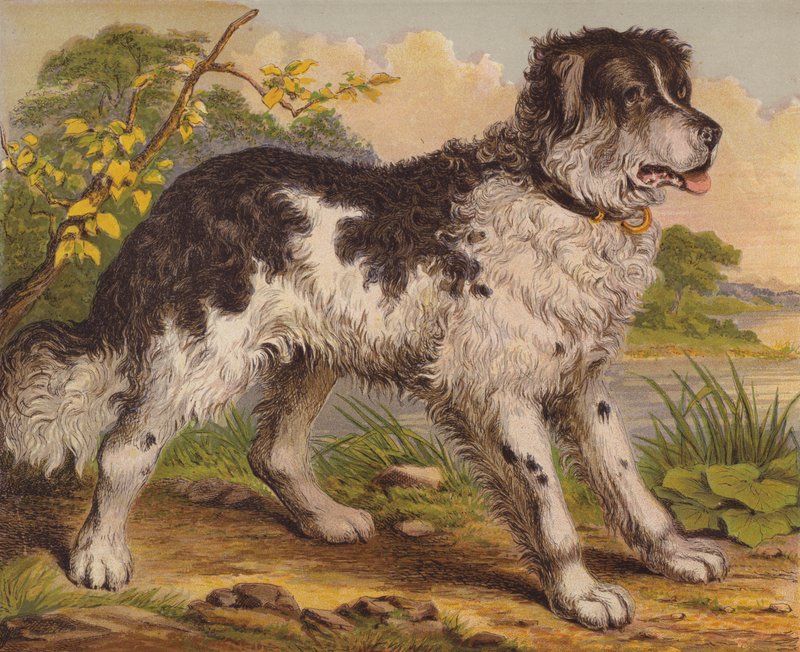 Big Dogs by English School