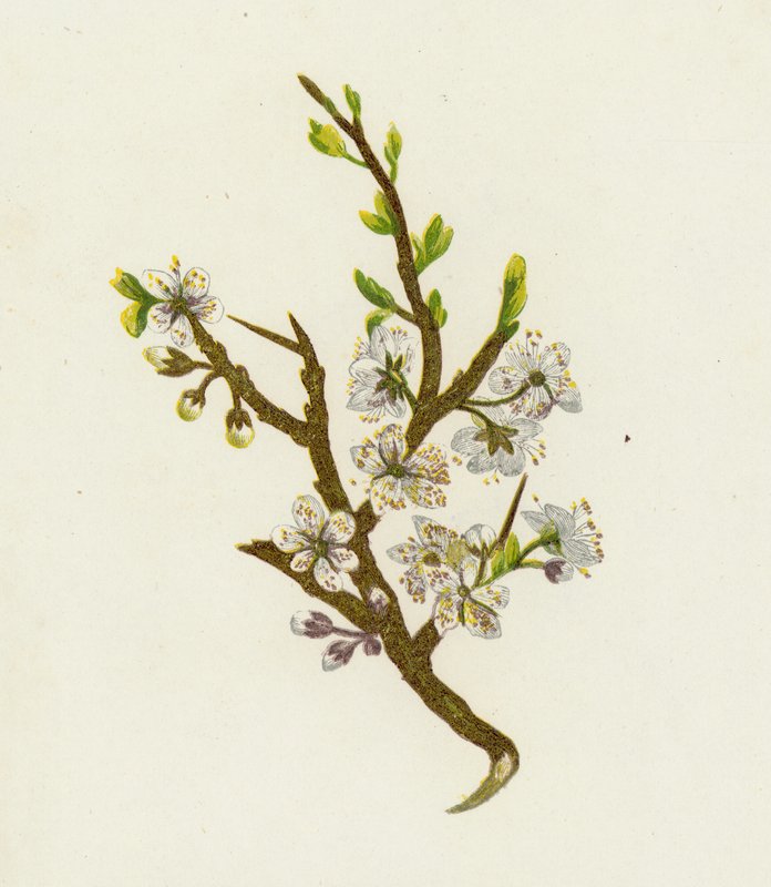 Blackthorn, or Sloe by English School
