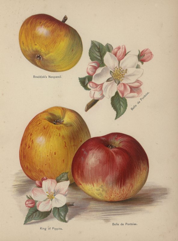Braddicks Nonpareil, Belle de Pontoise, King of Pippins by English School