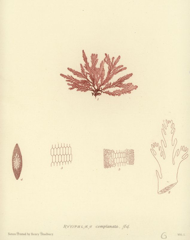 British Sea-Weed by English School