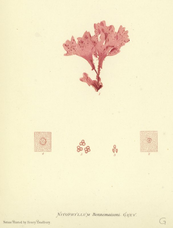 British Sea-Weed by English School