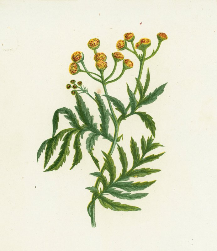 Common Tansy, Tanacetum Vulgare by English School