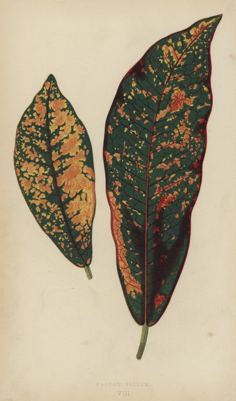 Croton Pictum by English School