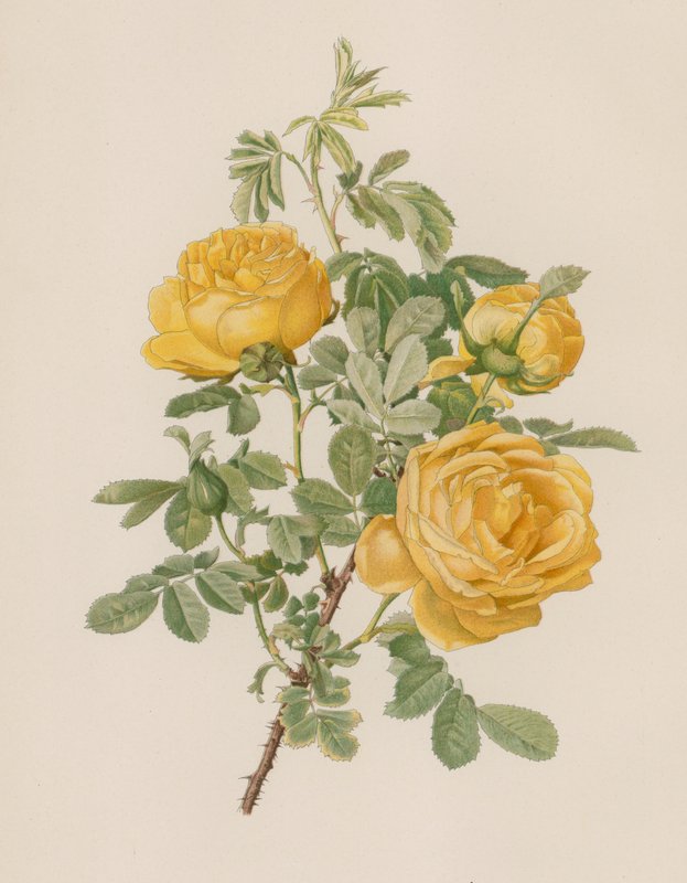 English Rose by English School