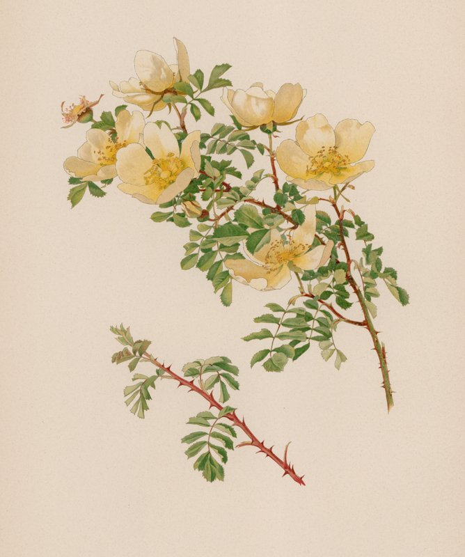 English Rose by English School
