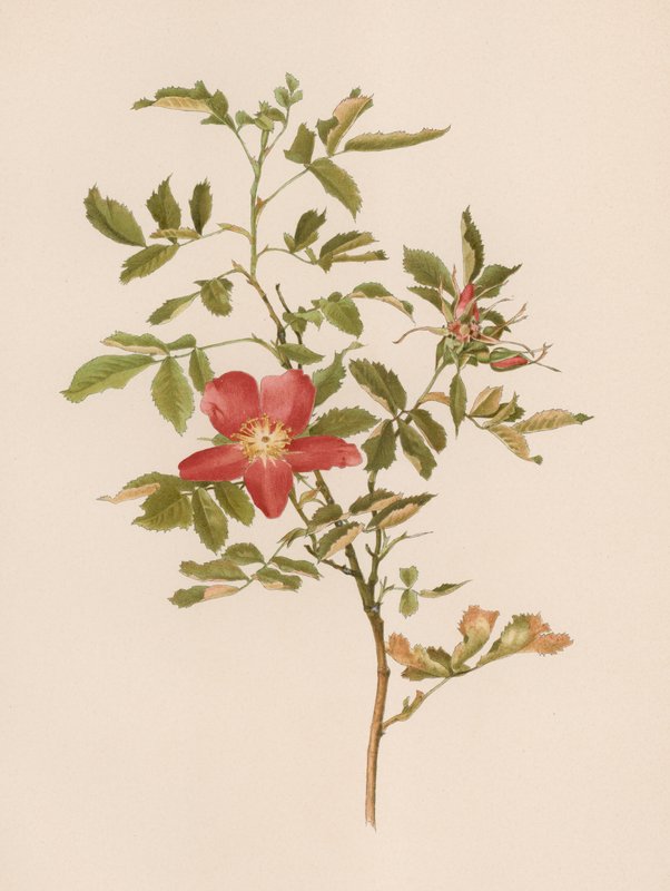 English Rose by English School