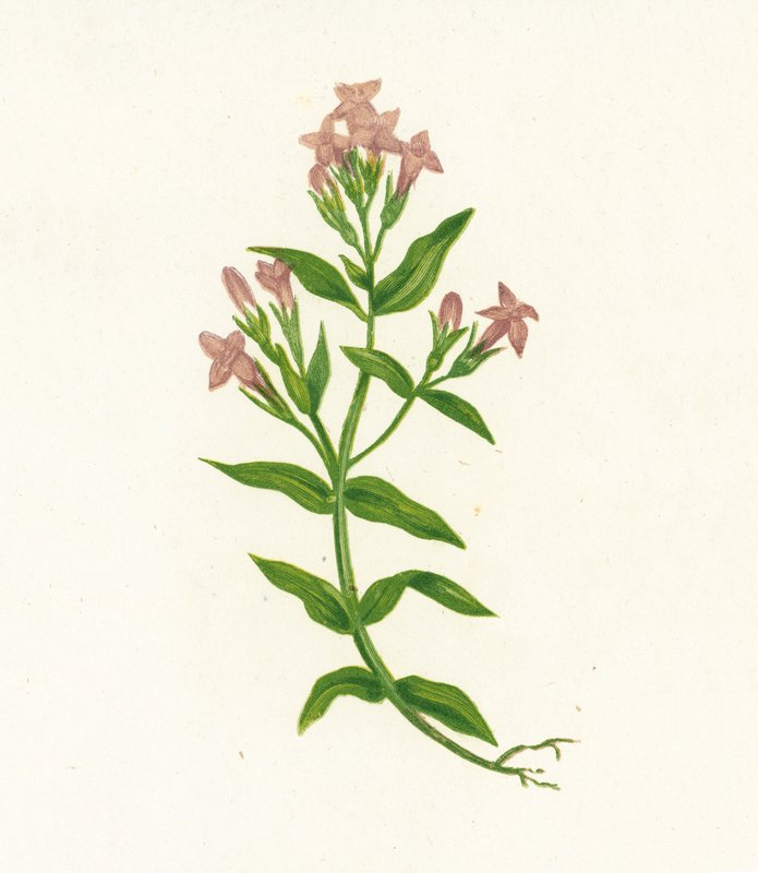 Field Gentian, Gentiana Campestris by English School