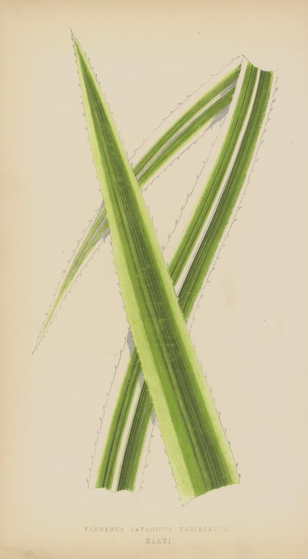 Pandanus Javanicus Variegatus by English School