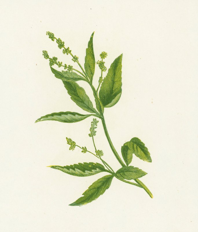 Perennial, or Dogs Mercury, Mercurialis Perennis by English School