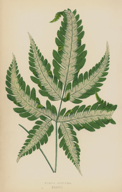 Pteris Argyraea by English School