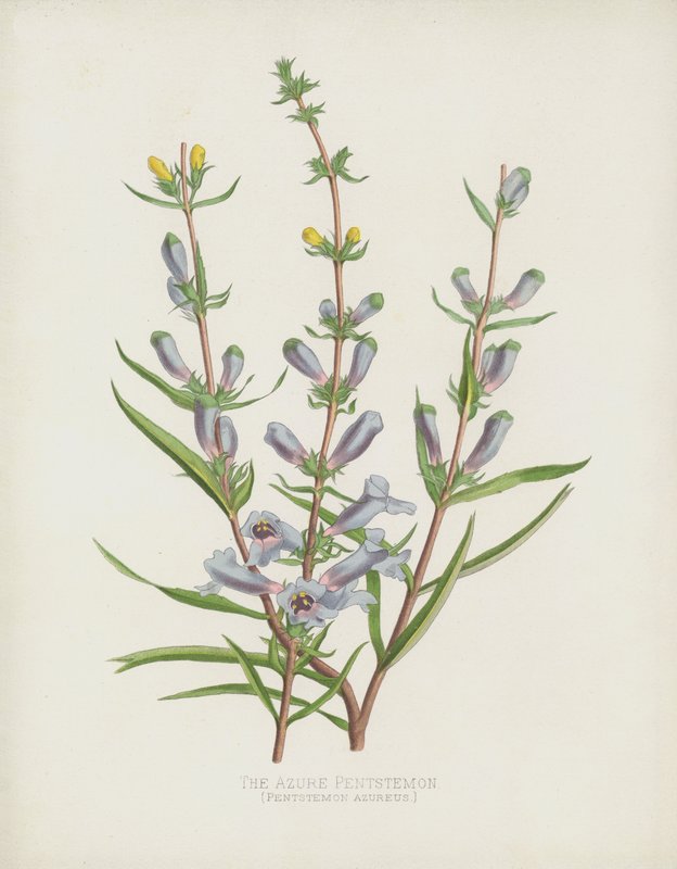 The Azure Pentstemon by English School