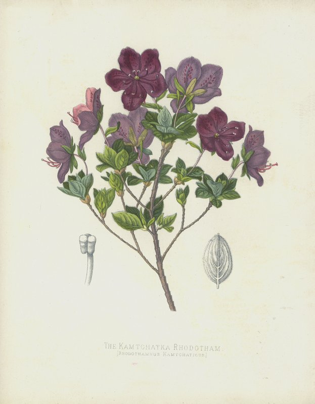 The Kamtchatka Rhodotham, Rhodothamnus Kamtchaticus by English School