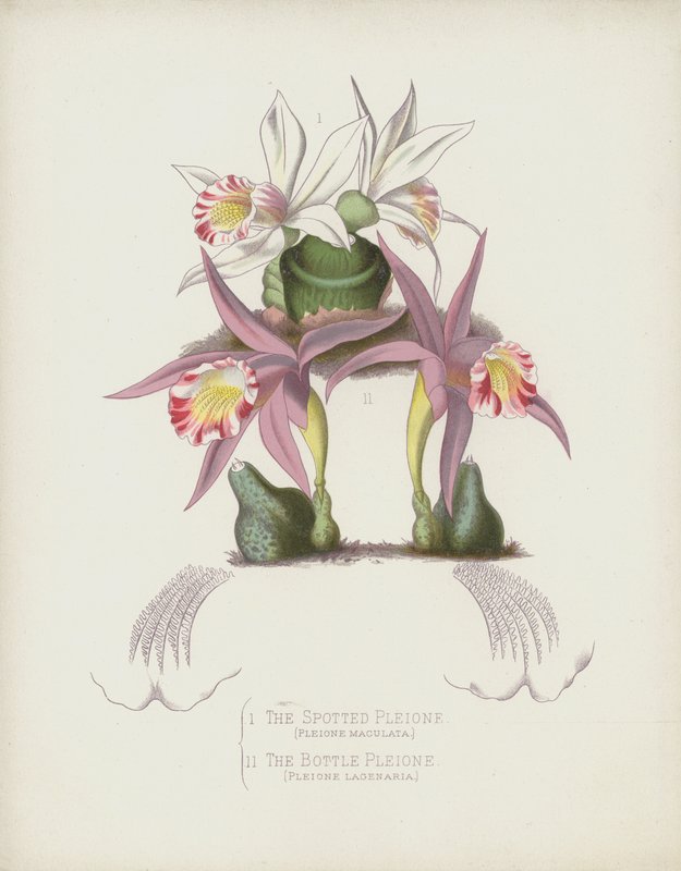 The Spotted Pleione; The Bottle Pleione by English School