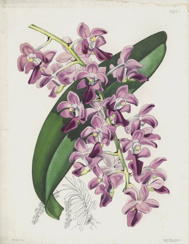 The Thick-Leaved Air Plant, Aerides Crassifolium by English School