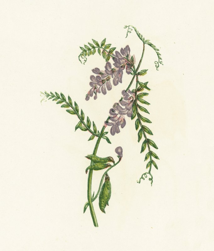Tufted Vetch by English School