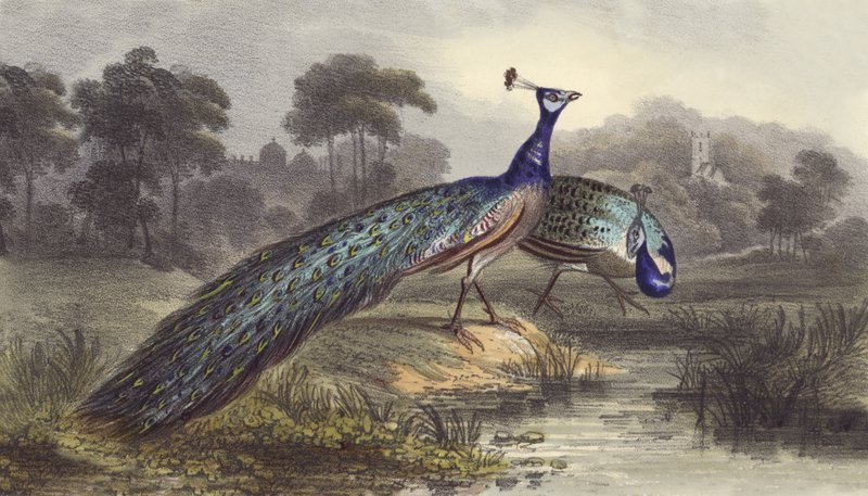 Two Peacocks by English School