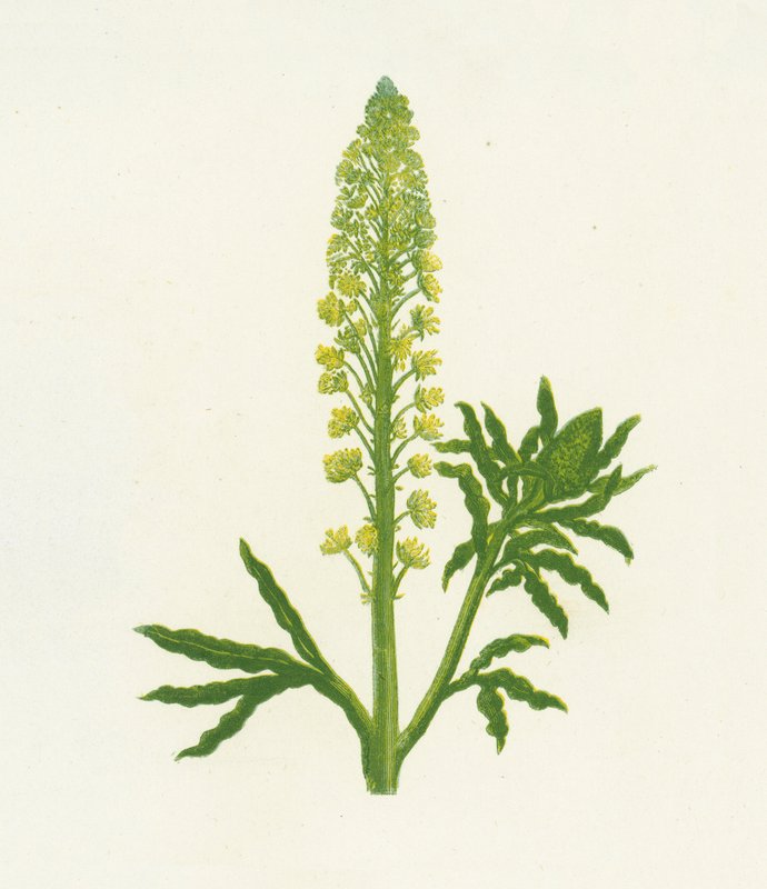 Wild Mignonette by English School