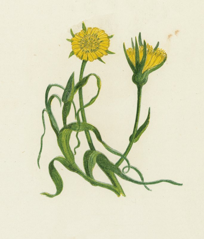 Yellow Goat