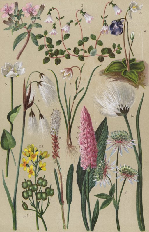 Alpine flora by European School