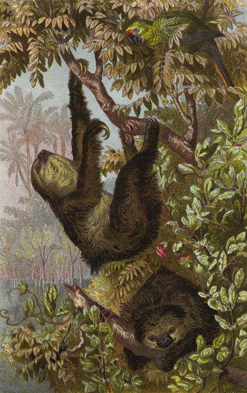 Two-toed Sloth by European School