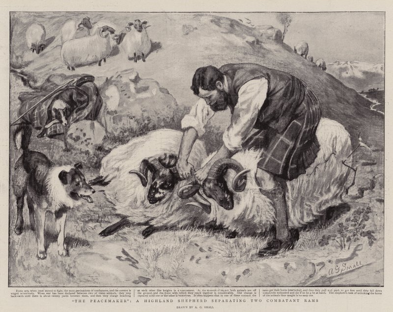 The Peacemaker, a Highland Shepherd Separating Two Combatant Rams by A. G. Small