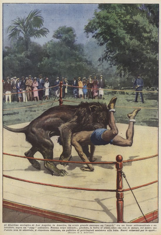 At the Los Angeles Zoo, a match between a lion was a great success by Achille Beltrame