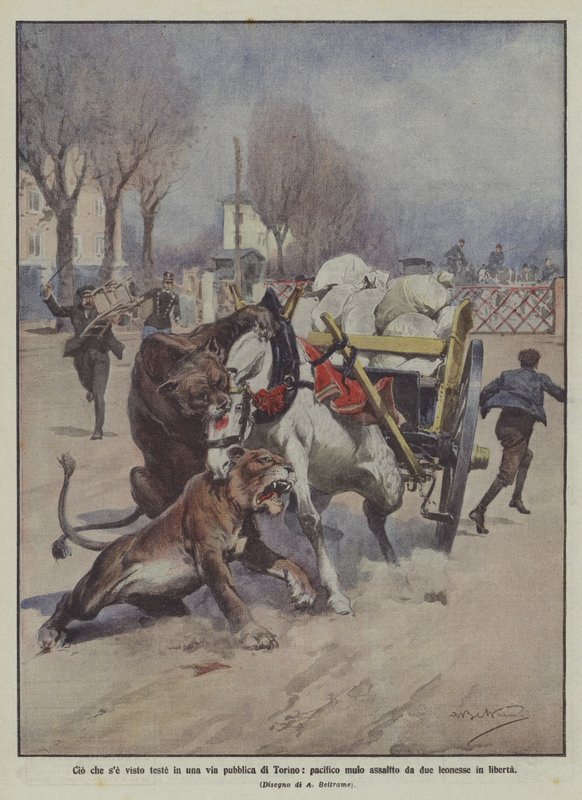 What Was Seen Recently on a Public Street in Turin, Peaceful Mule Attacked by Two Lions by Achille Beltrame
