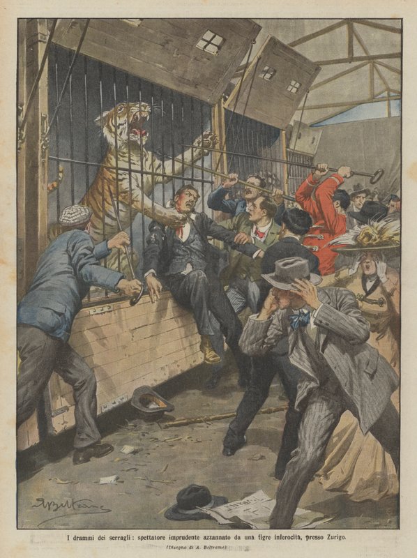 Dramas of the Menagerie, Reckless Spectator Mauled by an Enraged Tiger Near Zurich by Achille Beltrame