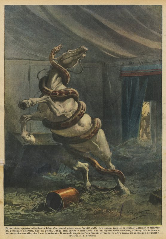 In a Circus Tent in Liège, Two Large Pythons Escaped from Their Box After the Show by Achille Beltrame