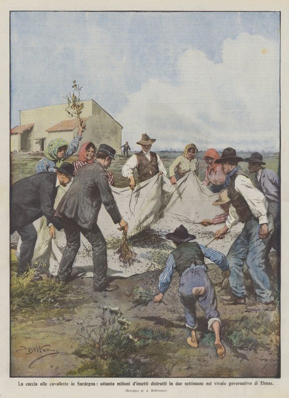 The Locust Hunt in Sardinia: Eighty Million Insects Destroyed in Two Weeks by Achille Beltrame