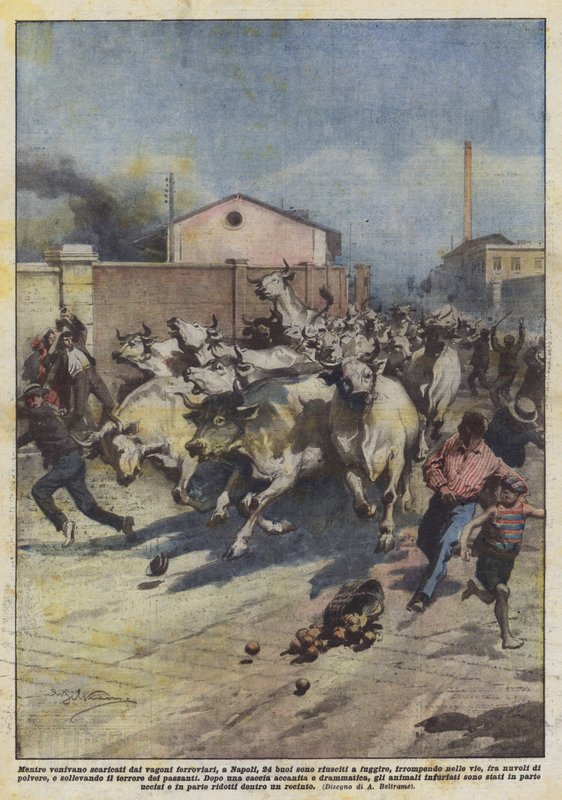 While being unloaded from railway wagons in Naples, 24 oxen managed to escape... by Achille Beltrame
