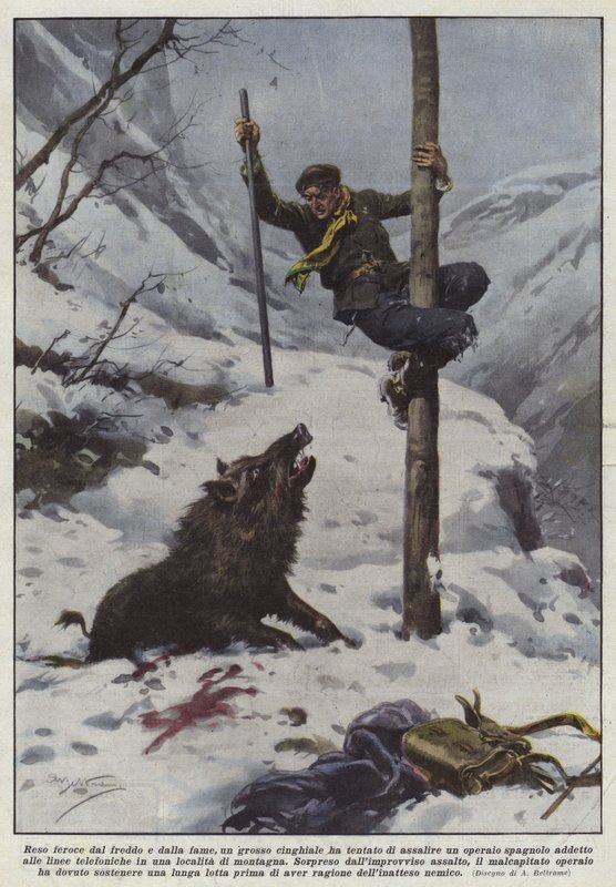 Driven by Cold and Hunger, a Large Boar Tried to Attack a Worker... by Achille Beltrame