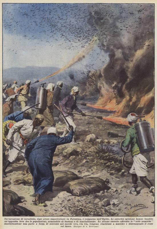 A locust invasion, after raging in Palestine, appeared in Egypt by Achille Beltrame