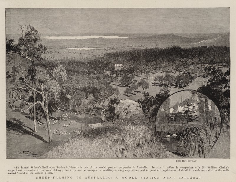 Sheep-Farming in Australia, a Model Station Near Ballarat by Albert Henry Fullwood