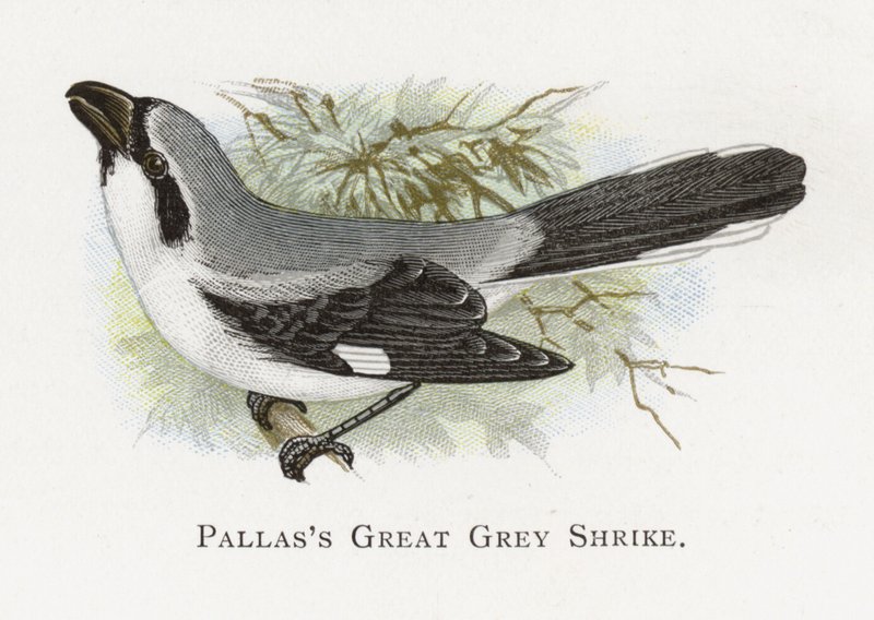 Pallas