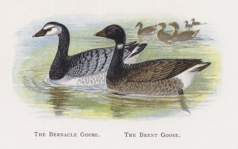 The Bernacle Goose, The Brent Goose by Alexander Francis Lydon
