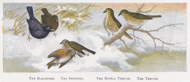 The Blackbird, The Redwing, The Mistle Thrush, The Thrush by Alexander Francis Lydon