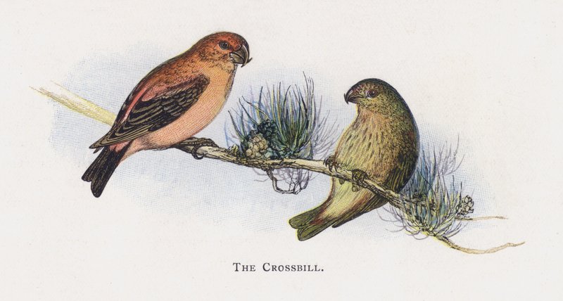 The Crossbill by Alexander Francis Lydon